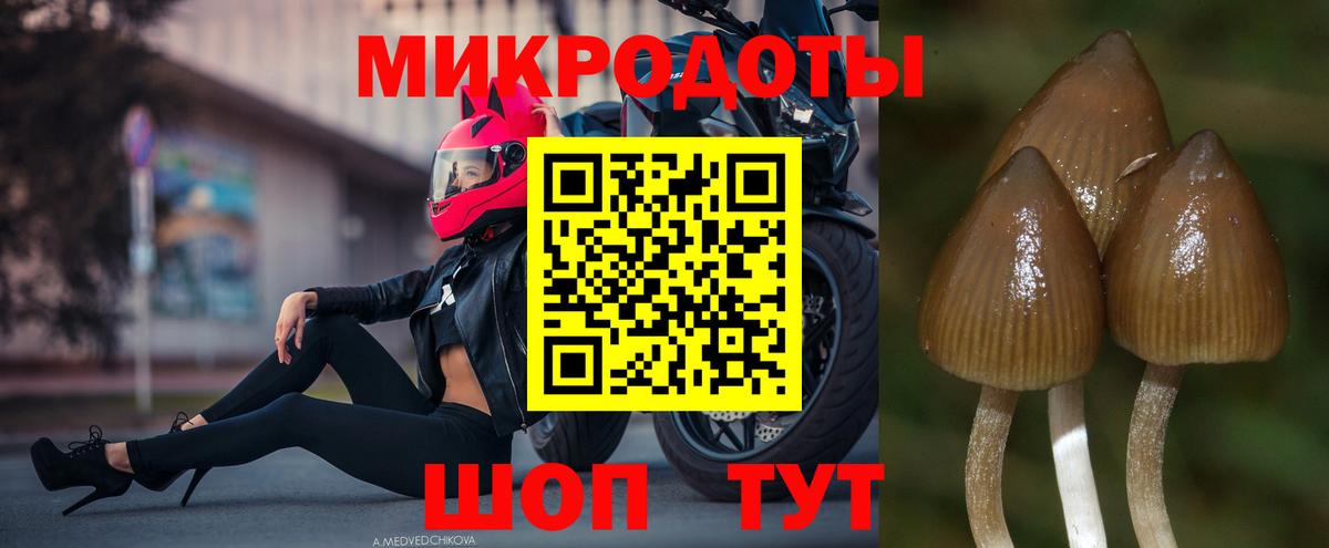 Псилоцибиновые грибы мицелий Отрадный
